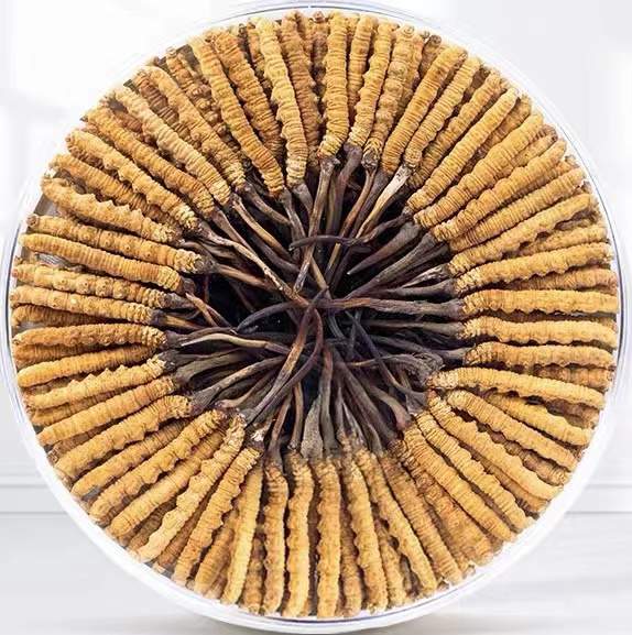 和静冬虫夏草回收